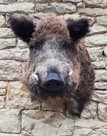 Wildschwein