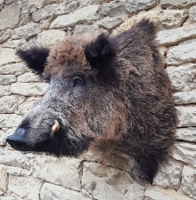 Wildschwein