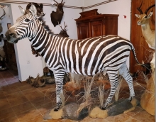 Zebra und Giraffe