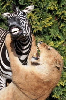 Zebra und Giraffe