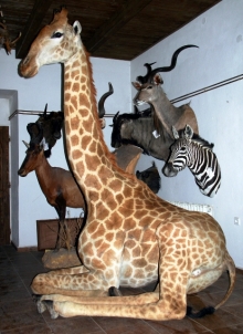 Zebra und Giraffe