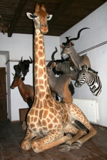 Zebra und Giraffe