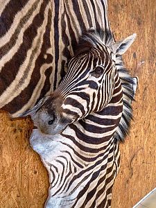 Zebra und Giraffe