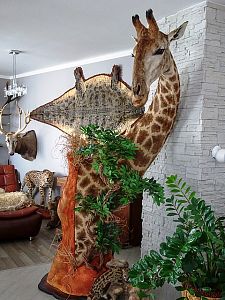 Žirafa moderní interiér