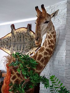 Žirafa moderní interiér