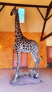 Žirafa v celé postavě
