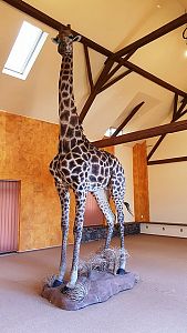 Žirafa v celé postavě